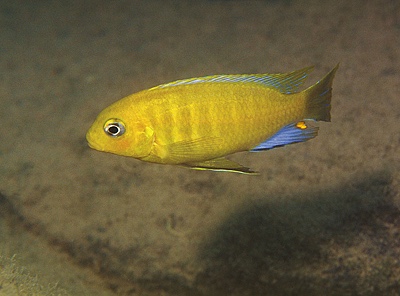 Maylandia barlowi 'Nakantenga Island'